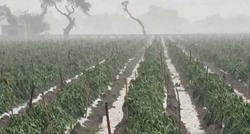 Fuertes lluvias dañan cultivos y ganadería en Puebla