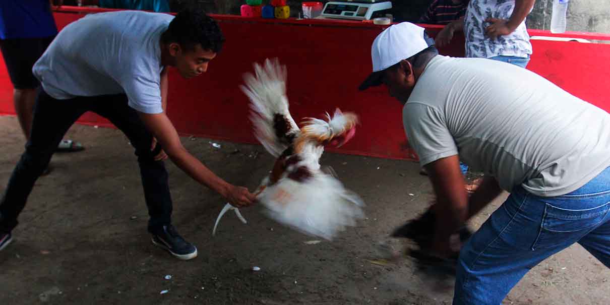 maltrato animal