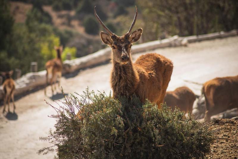 Campaña Verde Navidad 2025 concluye con éxito en Puebla junto a Africam Safari