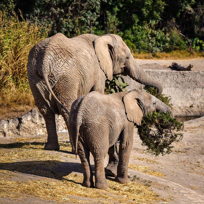 Campaña Verde Navidad 2025 concluye con éxito en Puebla junto a Africam Safari