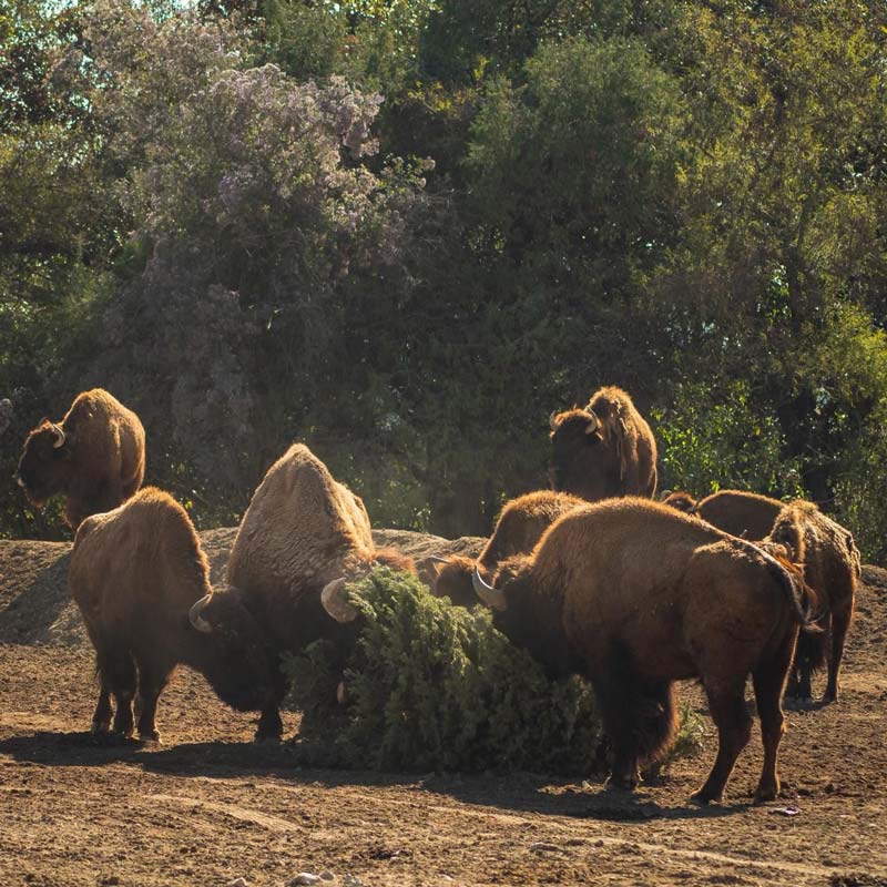 Campaña Verde Navidad 2025 concluye con éxito en Puebla junto a Africam Safari