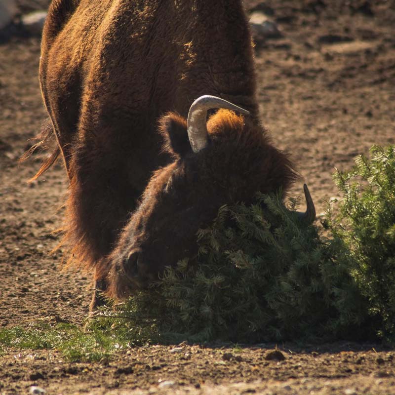 Campaña Verde Navidad 2025 concluye con éxito en Puebla junto a Africam Safari