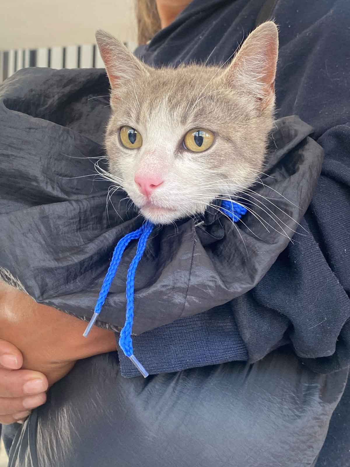 San José Xilotzingo y Chapulco Sedes de la Gran Jornada de Bienestar Animal
