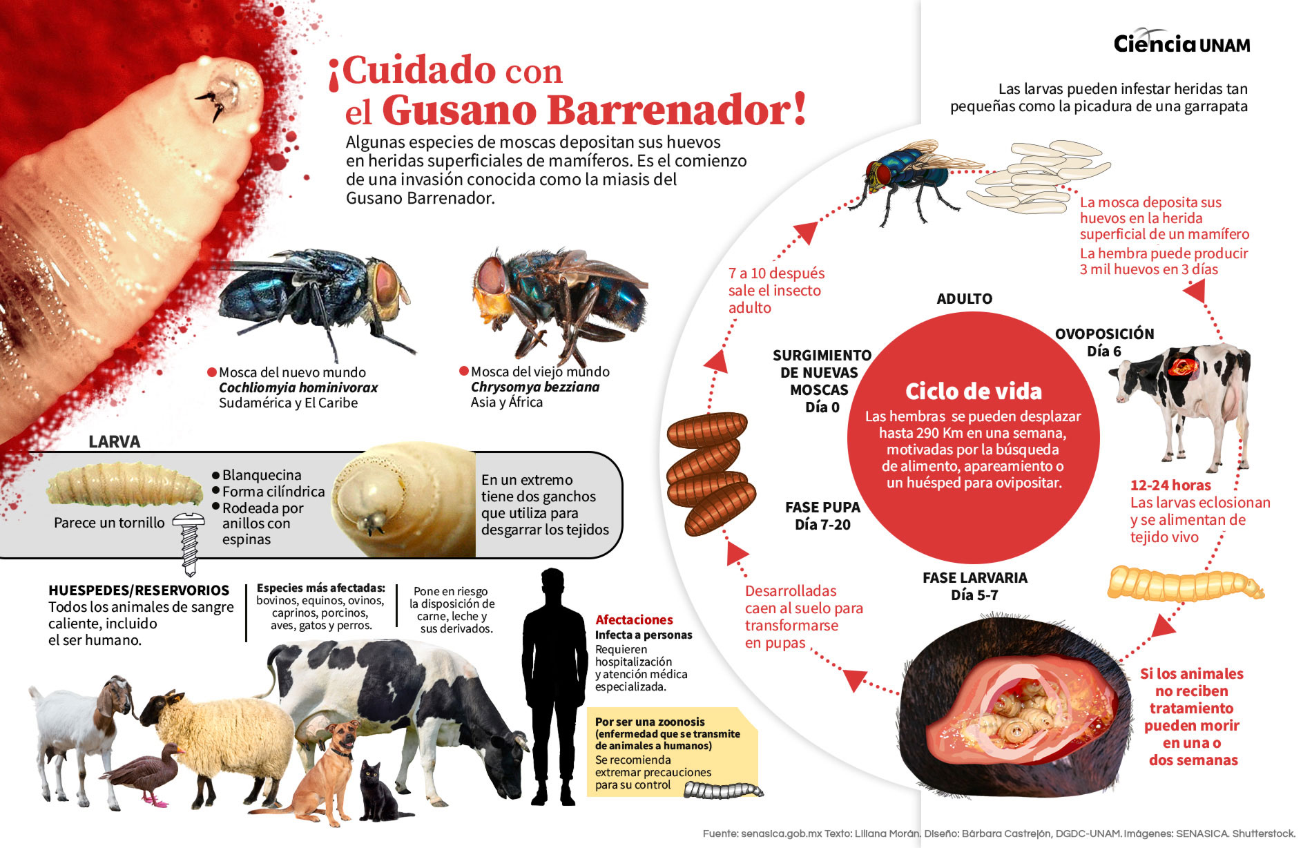 Gusano Barrenador