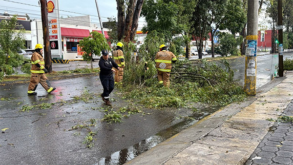 Protección Civil atiende un reporte por caída de árbol en la Calle 15 de Mayo