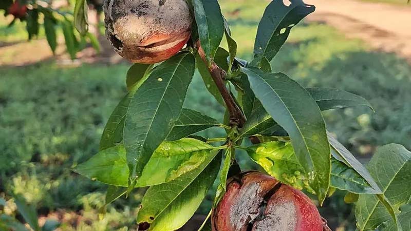 Crisis citrícola: lluvias arrasan con plantíos de naranja en Veracruz, Puebla y San Luis Potosí