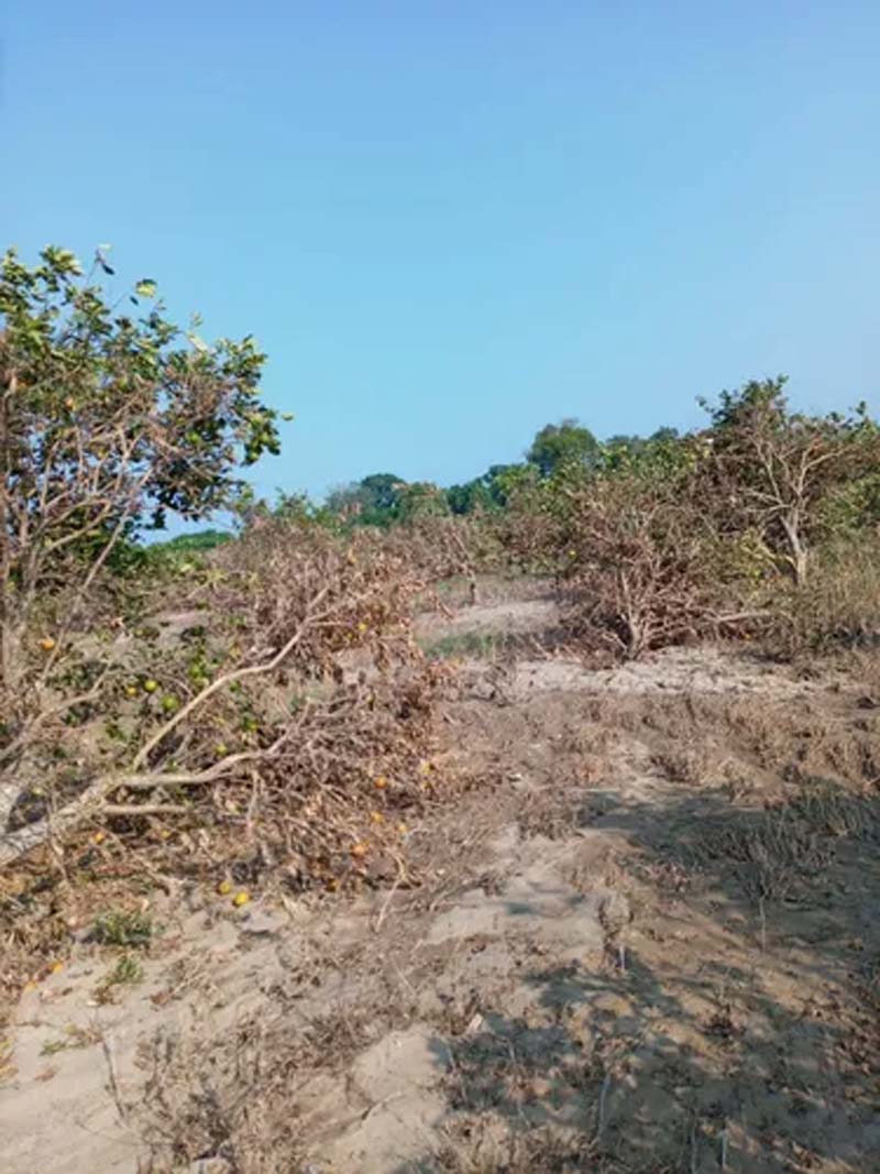 Crisis citrícola: lluvias arrasan con plantíos de naranja en Veracruz, Puebla y San Luis Potosí