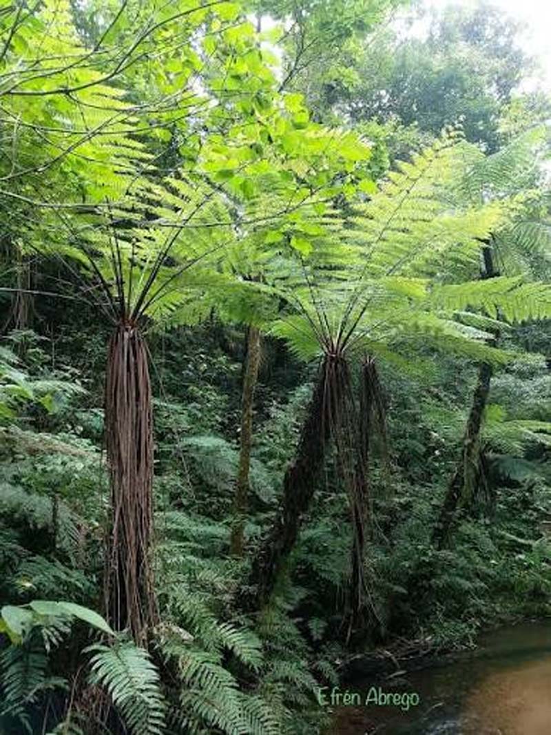 Nahá, la comunidad lacandona de Chiapas escondida entre lagunas y selva