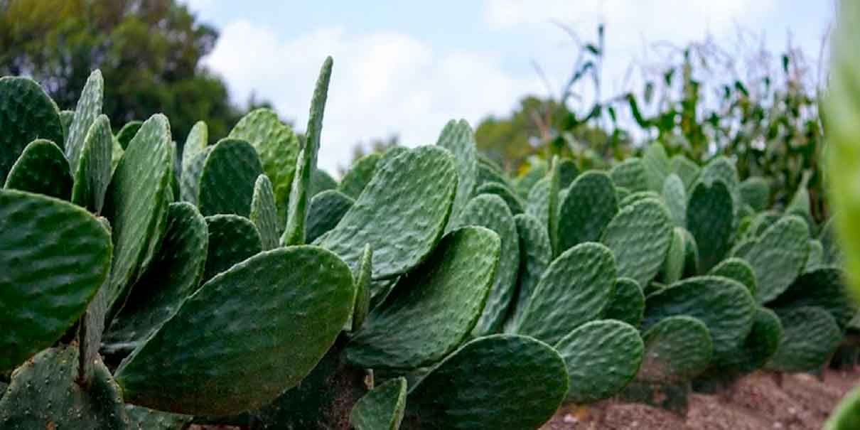 nopales
