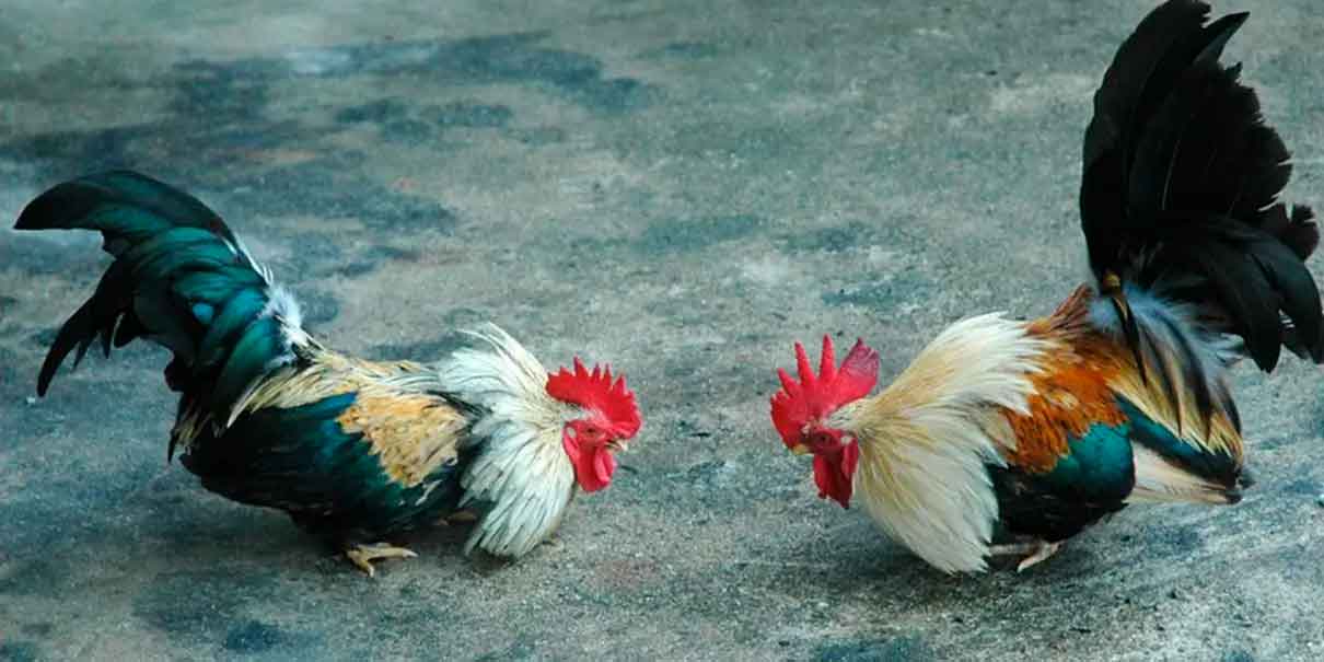 Pelea de gallos
