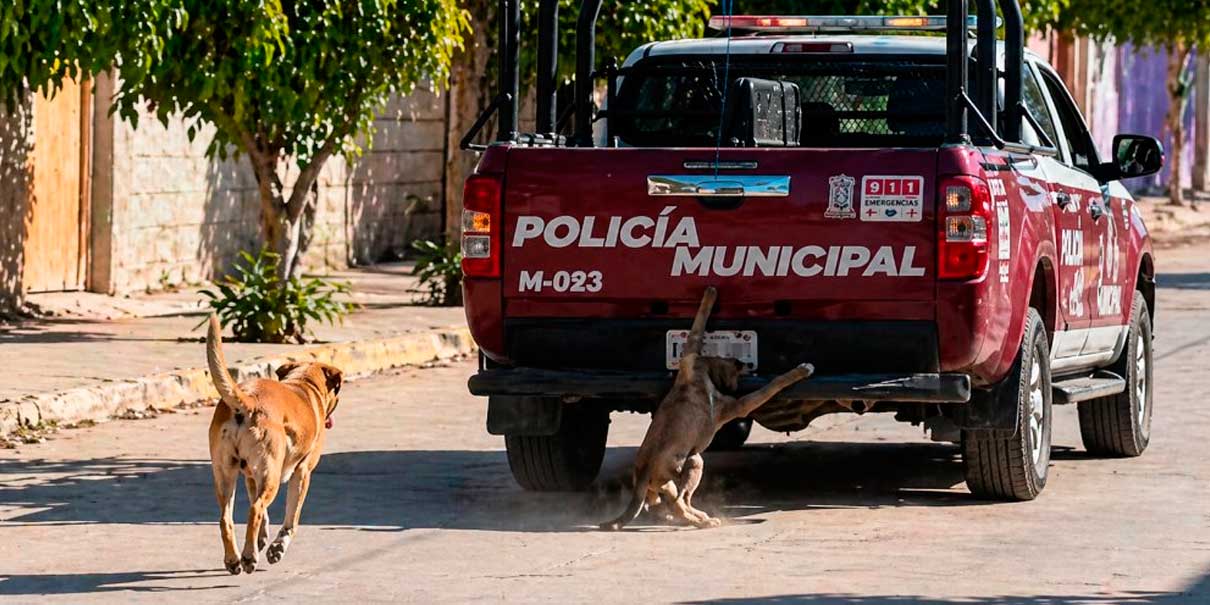 Perrito