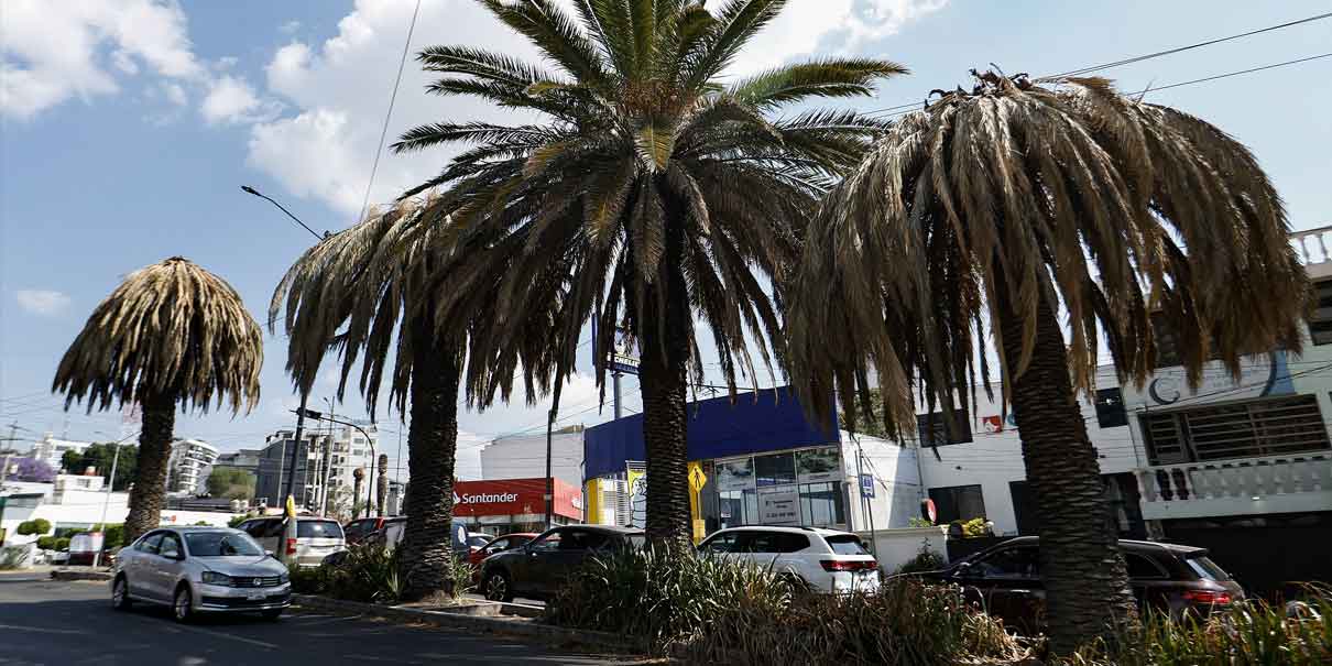 Palmeras a revisión para evitar tragedias durante lluvias