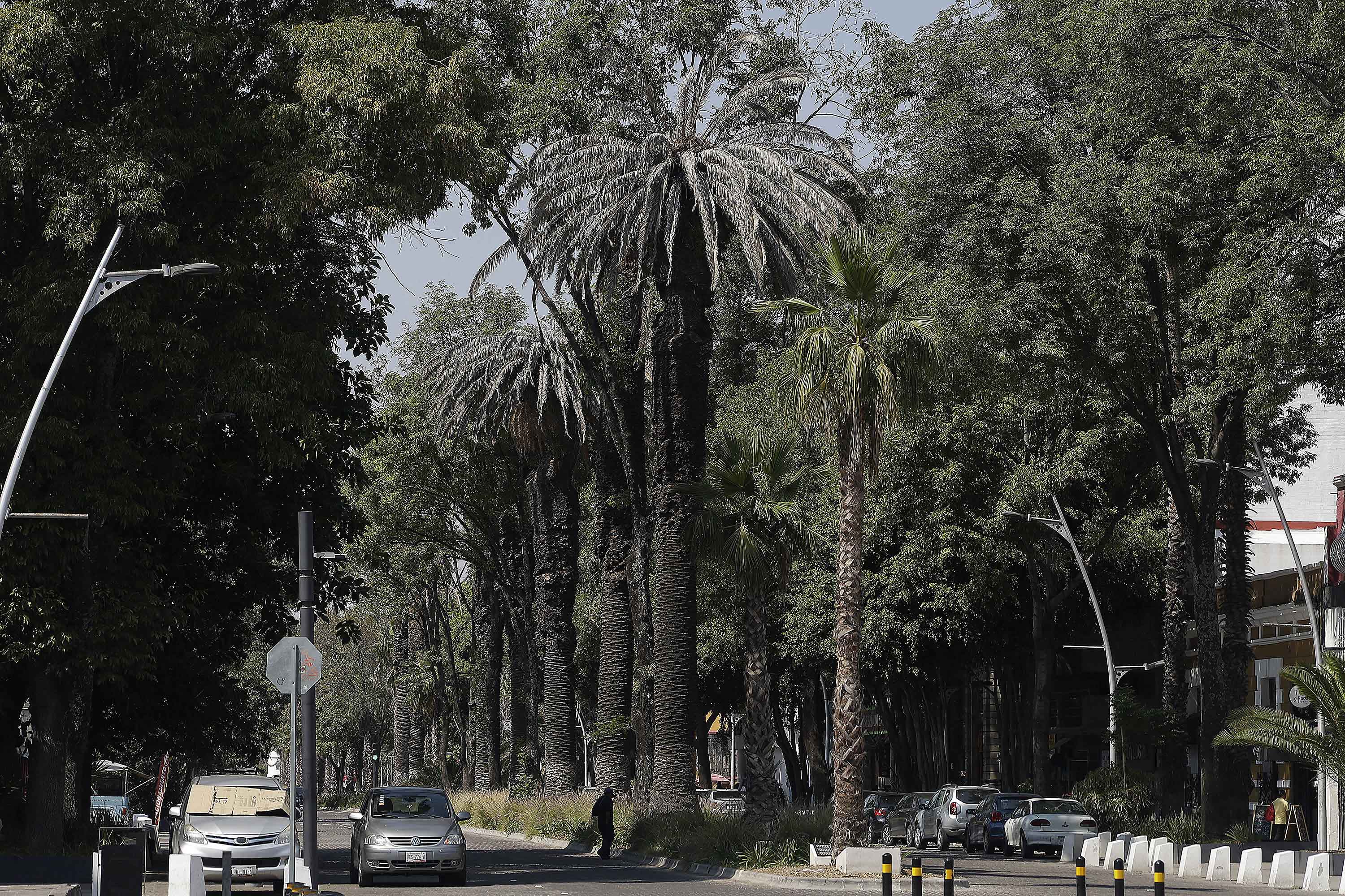 Palmeras a revisión para evitar tragedias durante lluvias