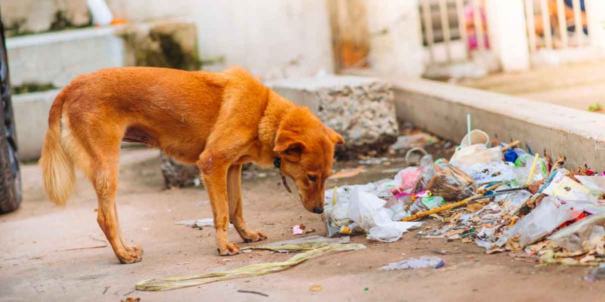El PT propone prisión a quien abandone a su mascota