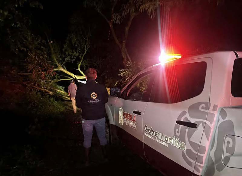 Protección Civil retira árboles caídos tras lluvias en Acatlán y Ajalpan