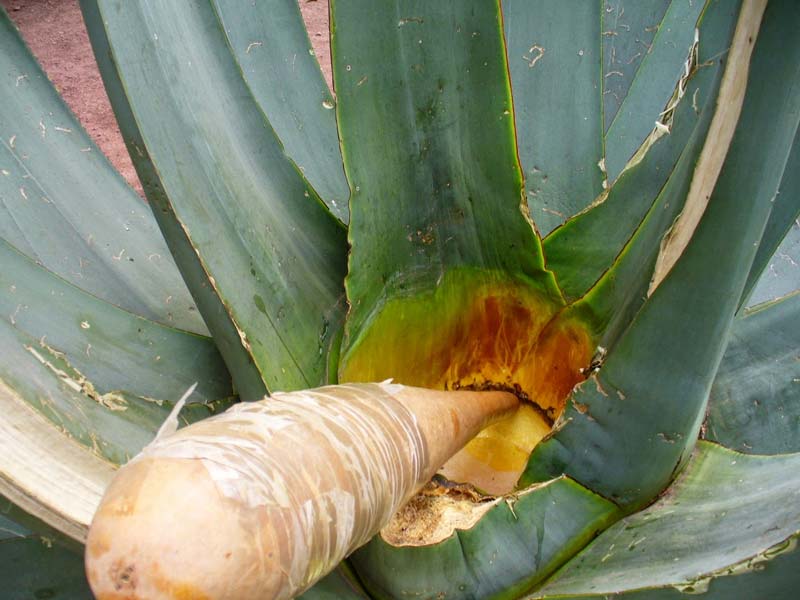 Historia del pulque en Puebla: cómo sobrevive esta bebida prehispánica en Atlixco