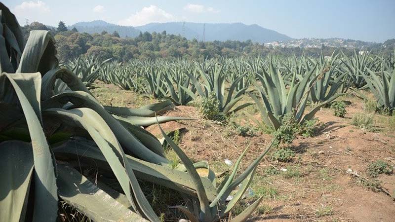 Historia del pulque en Puebla: cómo sobrevive esta bebida prehispánica en Atlixco