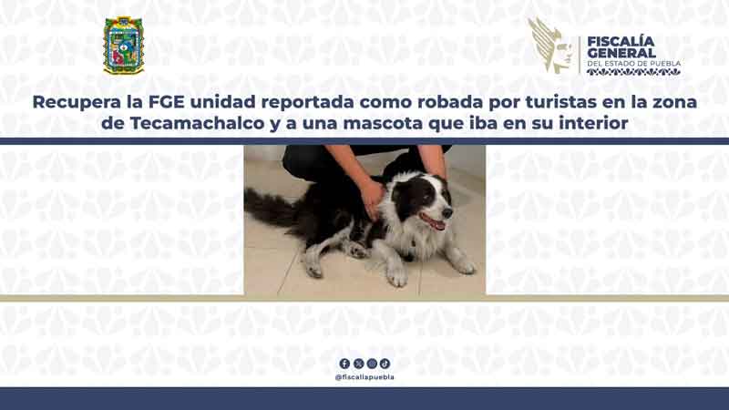 Recuperan vehículo robado con mascota en su interior en la autopista Puebla–Orizaba