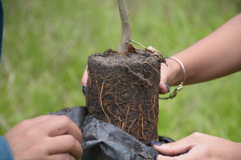Jornada de arborización en Puebla busca mitigar efectos del cambio climático