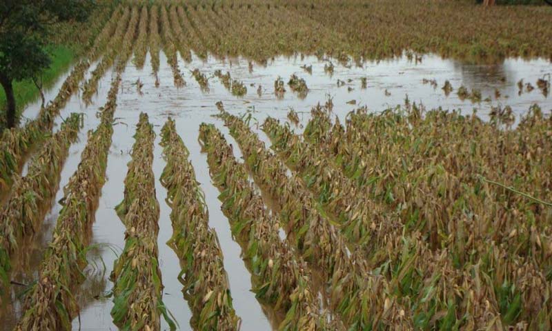 Tormentas destruyeron mil 141 hectáreas de cultivos; hay 963 productores afectados