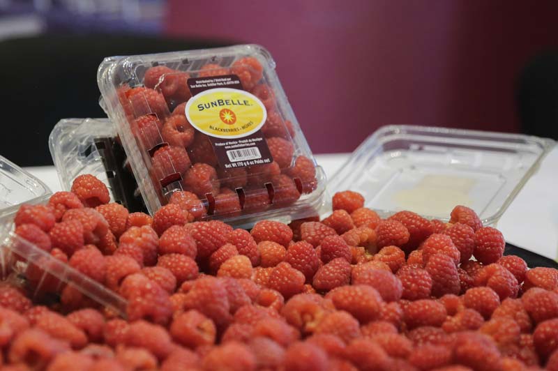 San Diego Buenavista te invita a su Feria de las Berries del 21 al 24 de agosto