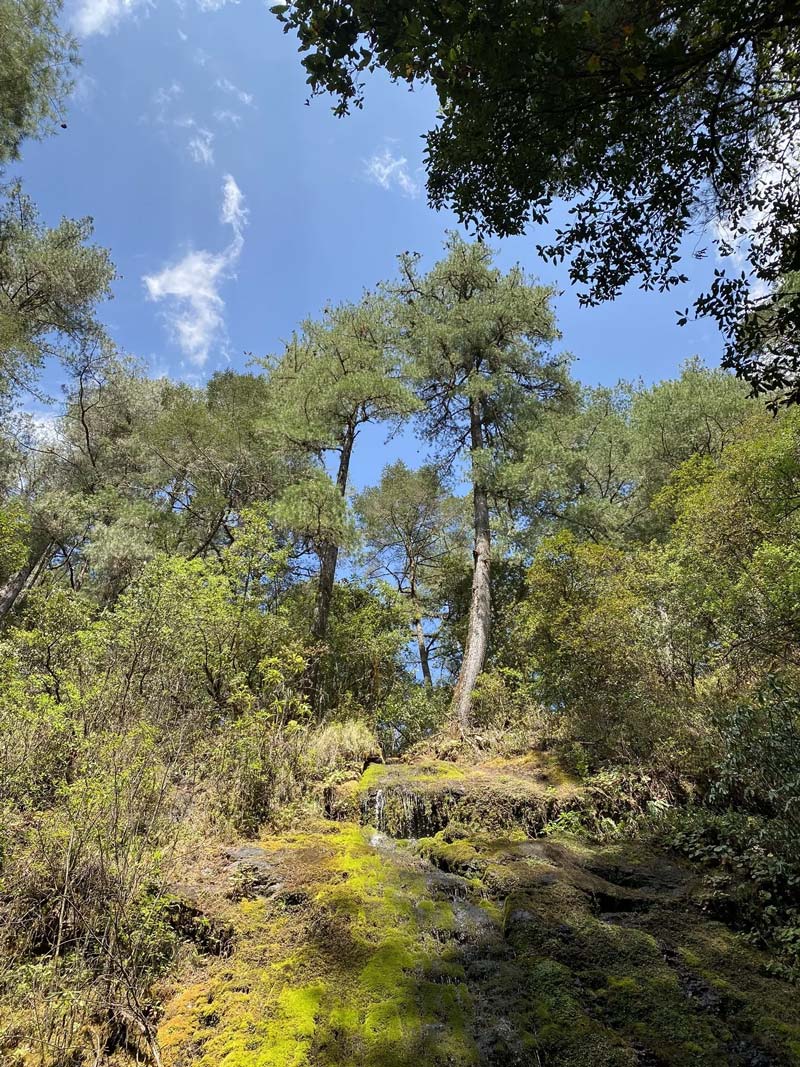 Cabañas ecológicas en la región de la Sierra Juárez