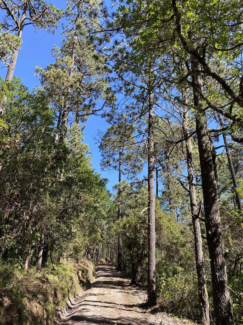 Cabañas ecológicas en la región de la Sierra Juárez
