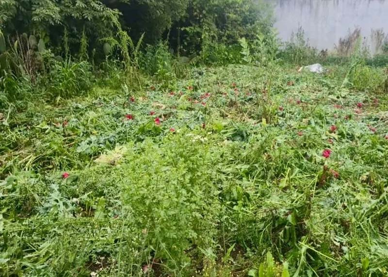 Segundo hallazgo de amapola y marihuana en Atempan, confirma SSP