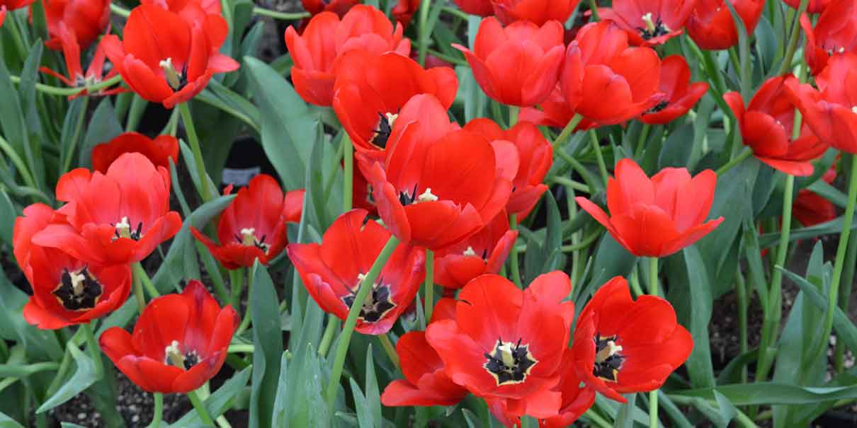 Tulipanes
