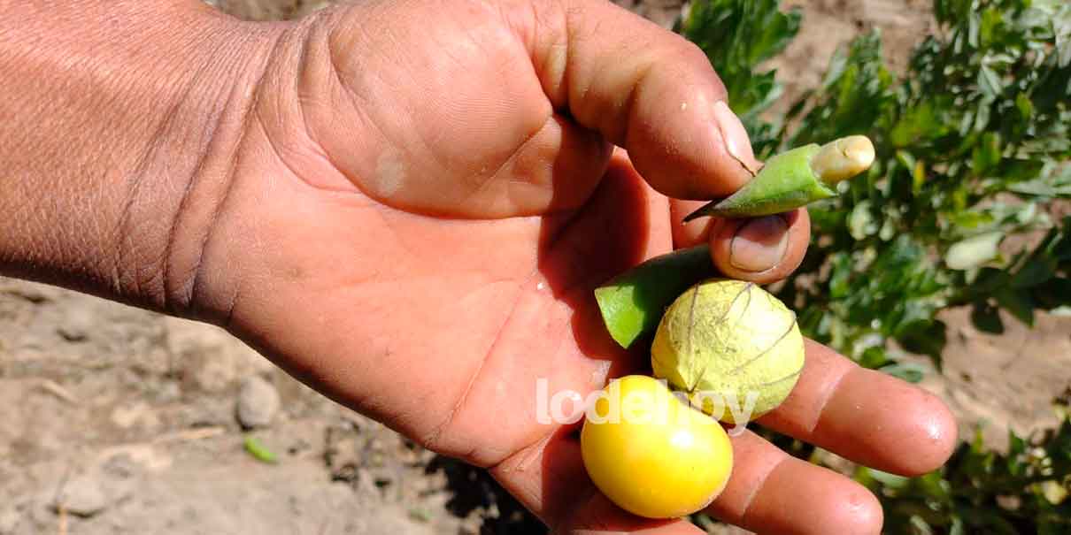 Producción de tomate