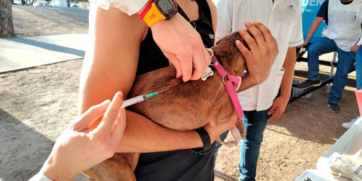 vacuna de perros