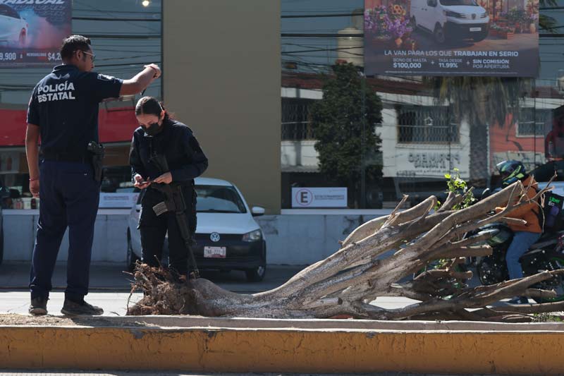 Vecinos descubren derribo de árboles en la Calzada Zaragoza; no fuimos nosotros: autoridades