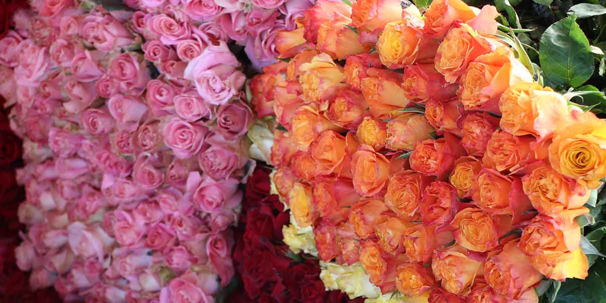Venta de rosas