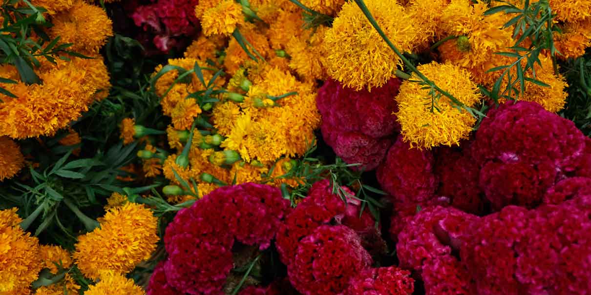 Flor de cempasúchil