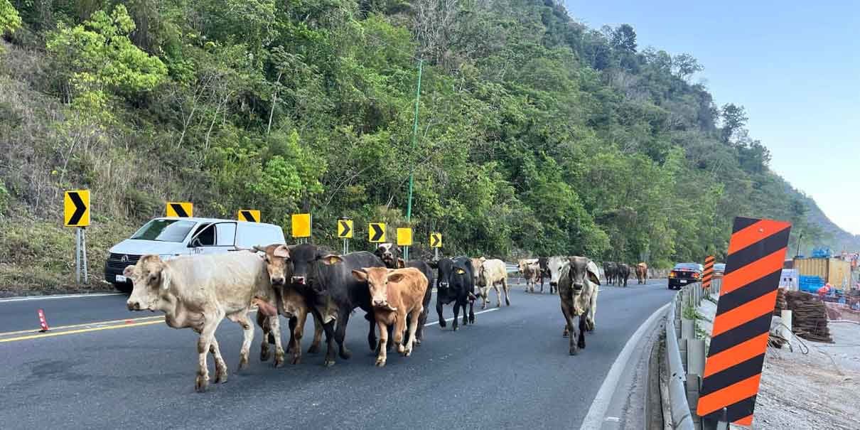 Volcadura de tráiler en Tlacuilotepec causa caos vial y fuga de ganado