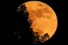 La Luna se teñirá de dorado HOY sábado: así podrás disfrutar la Luna de la Cosecha