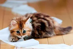 MichiFest 2026: requisitos para esterilizar gratis a tu gato en CDMX