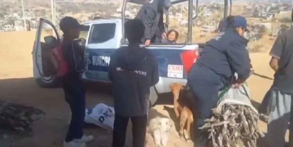 Policías de Oaxaca someten, detienen y esposan a dos mujeres por recolectar leña