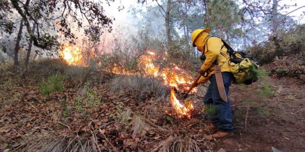 320 incendios han desaparecido 11 mil 418 hectáreas arboladas en Puebla