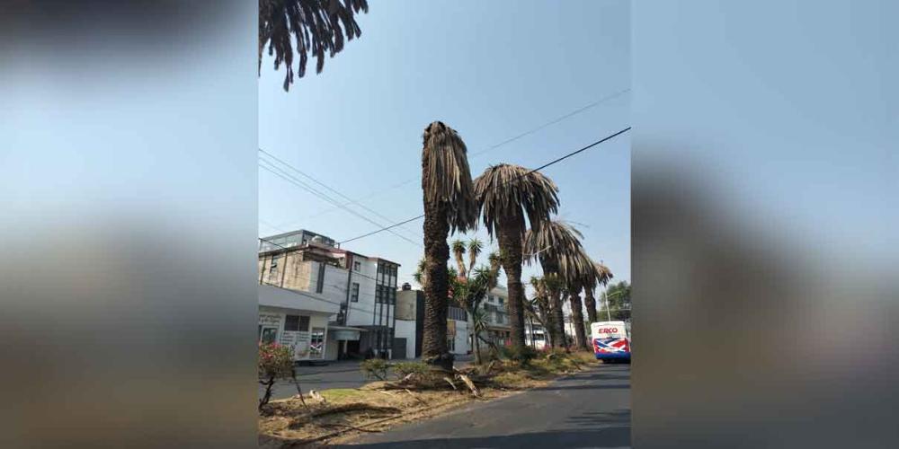 Retiran palmeras muertas en la colonia La Paz