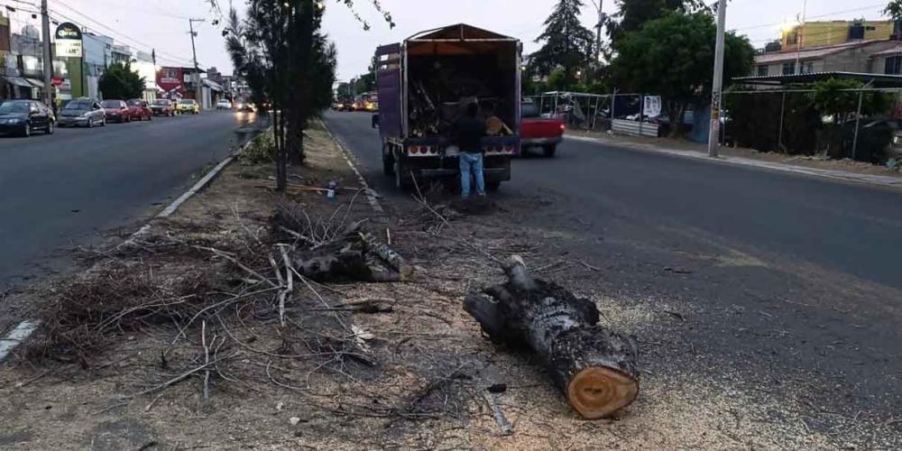 Varios autos dañados por caída de árboles en la capital
