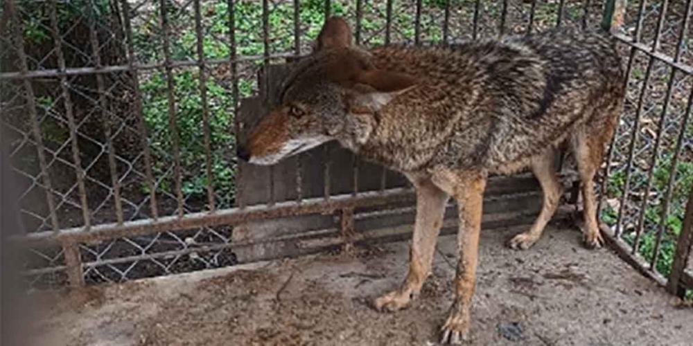Mandan al zoológico de Tecali a coyote capturado en Tecamachalco