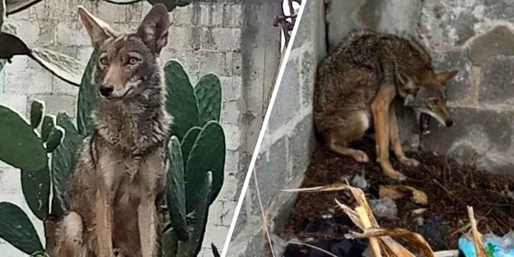 Rescatan a coyote que se refugiaba en una casa en Tecamachalco