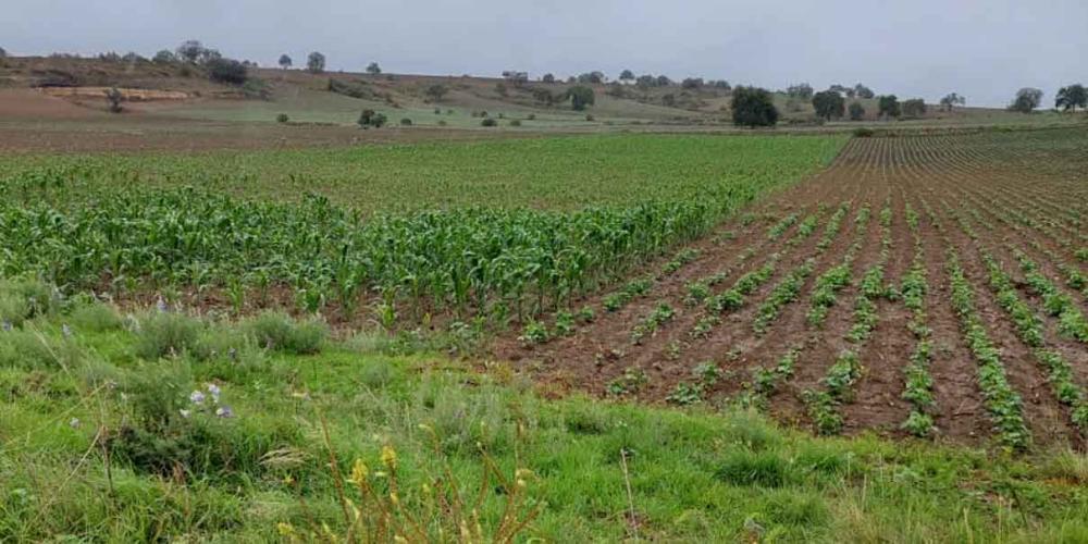 Lluvias traen esperanza a agricultores de Serdán
