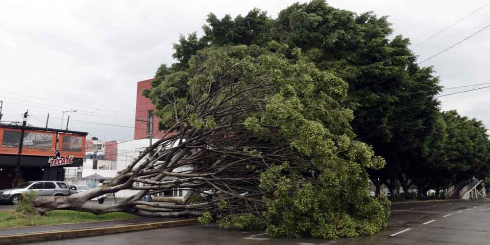 Lluvias causaron inundaciones y árboles caídos  en la capital y tres municipios más