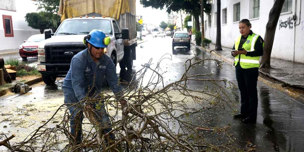 Sigue la caída de árboles con torrenciales lluvias en la capital 