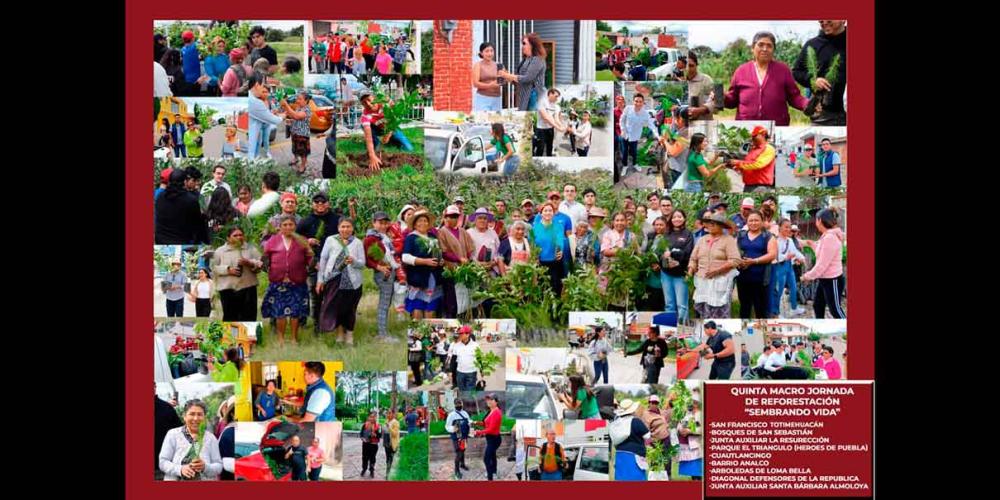 Más de 5 mil árboles se distribuyeron en la Quinta Jornada de Reforestación