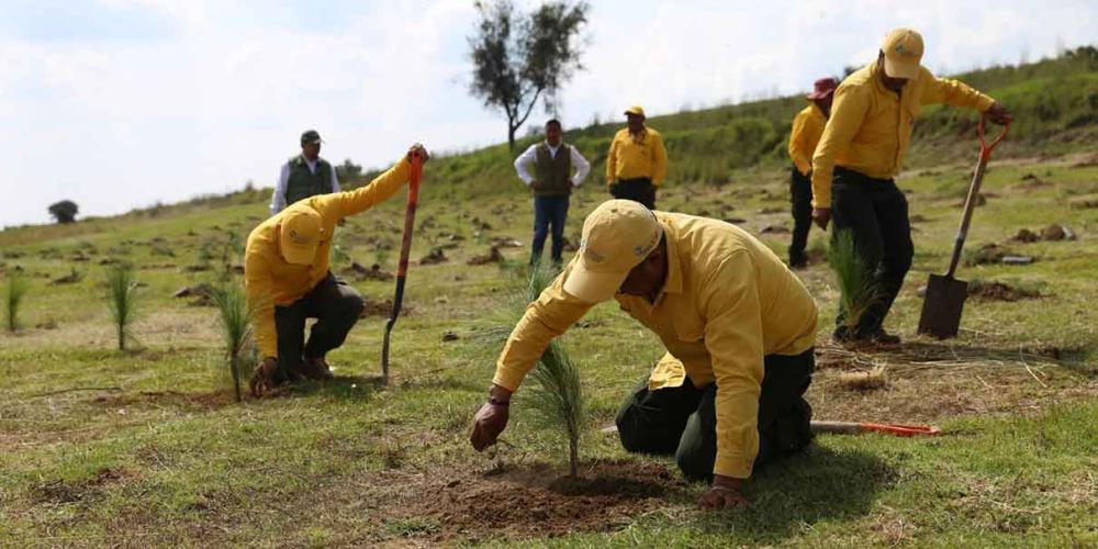 Puebla llegó a 9 millones de árboles sembrados 