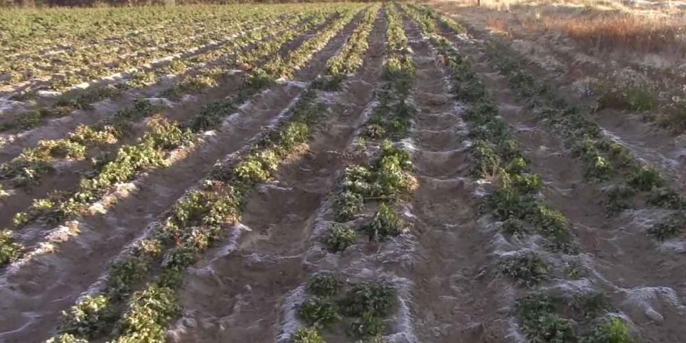 Heladas acabaron en Puebla con más de 2 mil hectáreas de cultivo