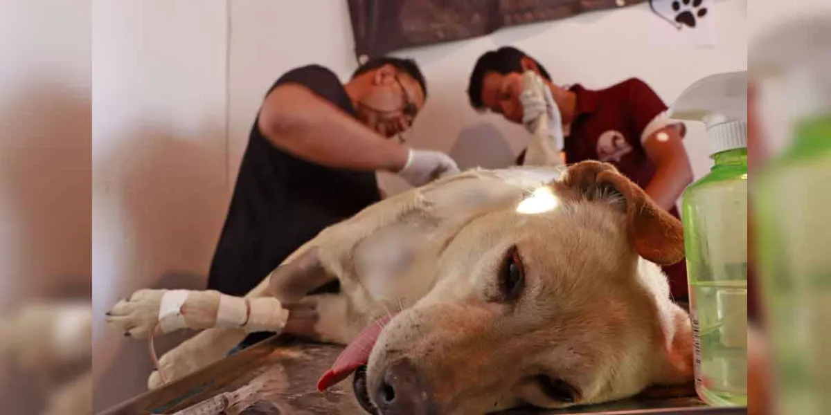 Condena Omar Muñoz ataque a machetazos a una perrita afuera de mercado